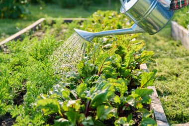 Bahçedeki bahçe yatak kutusunda büyüyen pancar bitkilerini sulamak için yakın plan. Çiftçilik, tarım, tarım, bahçıvanlık, yetiştirilen eko organik sebzeler, yeşil hobi