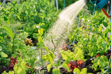 Hortum spreyiyle elinizi kapatın, sebze sulama bitkileri bahçe yatak kutusunda, açık hava yaz mevsiminde. Çiftçilik tarım tarım bahçıvanlığı eko organik sebze yetiştirme