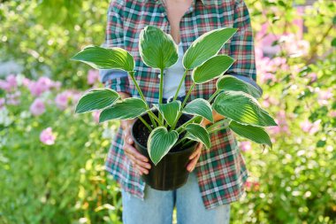 Bahçedeki kadınların elindeki saksı fabrikasını kapatın. Çiçekçilik, peyzaj, bahçe işleri.