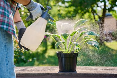 Hosta bitkisinin sprey şişesinden, bahçedeki açık havaya püskürtülmesi, mantar hastalıklarından ve böcek ilaçlarından korunması, biyolojik ve kimyasal hazırlıklar,