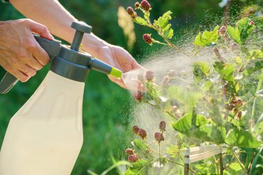 Böğürtlen çalılarına biyo-hazırlama spreyiyle yakın çekim. Verimi artırmak için böğürtlen çalılarına bakmak