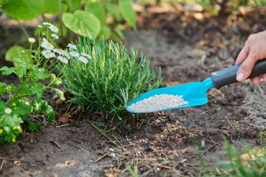 Lavanta bitkisinin ve el tarlalarının çiçek tarlasında çalıları gübreleyen granüler gübre ile yakın çekimi, bahçedeki açık alanda. Bahçıvanlık, çiçekçilik, mineral veya biyolojik gübre, bitki bakımı konsepti