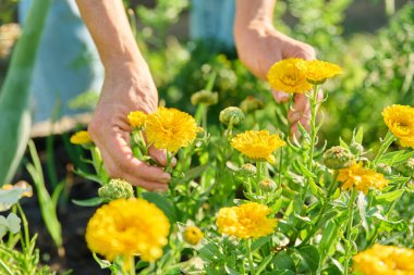 Turuncu Terry Calendula çalılarını kadın ellerinde, açık havada, mutfak bahçesindeki tahta kutuda çiçek açarak kapatın. Yaz, doğa, bahçıvanlık, çiçekler ve bitkiler konsepti