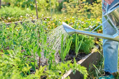 Bahçıvan, bahçedeki bahçe yatak kutusunda yetişen domates soğanı sulayan bir teneke kutu. Çiftçilik tarımı bahçıvanlık eko organik sebzeler yetiştirme