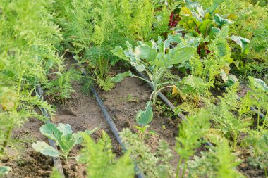 Yaz mevsiminde sulandırılmış sebze bahçesi. Bahçecilik, tarım, bahçıvanlık, eko-organik sebzeler yetiştirme.