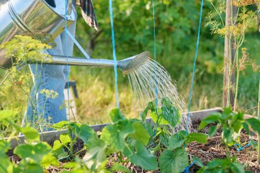 Bahçıvan bahçedeki bahçe yatak kutusunda büyüyen salatalıkları sulayan taze salatalıkları suluyor. Bahçecilik, tarım, bahçıvanlık, eko-organik sebzeler yetiştirme.