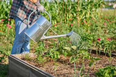 Yüksek ahşap çimenlikte yetişen sebzelerle sulanan bahçe. Metal sulama tenekesi ve patlıcan ile yükseltilmiş yatak. Çevresel organik tarım tarım tarım bahçıvanlığı konsepti
