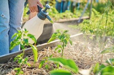 Bahçe bahçesinde el spreyiyle genç çan kağıdı bitkilerine sıkarak. Mantar hastalığına karşı biyolojik hazırlıkları olan bitkilerin tedavisi. Organik tarım bahçıvanlığı.