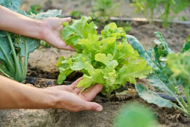 Toprakta yetişen marul yaprakları organik teknolojileri kullanarak damlaları suluyor. Çiftçilik tarım tarım tarım bahçıvanlığı eko sebze yetiştirme konsepti