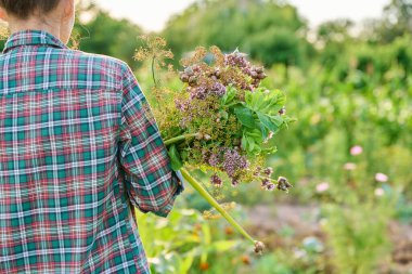 Bahçede elinde bir buket sebze tutan bir kadın. Marul soğan çiçekli kekik dereotunun bileşimi. Bahçıvanlık organik tarım doğa kavramı