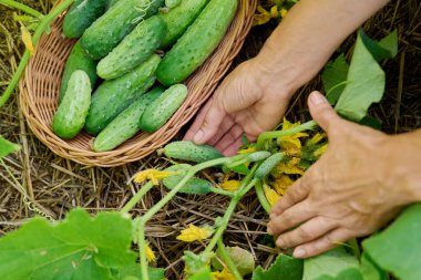 Samanlıkta yetişen salatalık bitkilerinin kapanışı, kadınların ellerinde doğal olarak yetişmiş salatalık sebzeleri görülüyor. Çiftçilik, tarım, bahçıvanlık, bahçe biçimi, hasat konsepti.