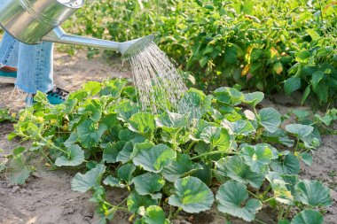 Bahçe sulama kutusuyla karpuz sulamak, toprakta büyümek. Çiftçilik tarım tarım tarım tarım bahçıvanlığı eko organik sebzeler yetiştirme konsepti