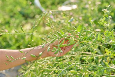 Tohumlar için turp yetiştiriyorum, sebze bahçesinde yeşil turp tohumlarını gösteren eller.