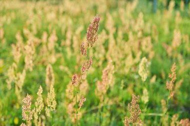 Arka plan fotoğrafı. Vahşi çayır. Gün batımında tohumların içinde şifalı otlar. Vahşi yaz çayırı konsepti