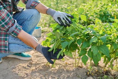 Bahçedeki bitkilerin üzerinde büyüyen yeşil fasulye kabuklarını gösteren dişi eller. Çiftçi pazarı, tarım tarım ekimi bahçıvanlık hasat konsepti.