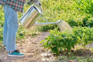 Bahçe sulama kutusuyla fasulye sulamak, toprakta büyümek. Çiftçilik tarım tarım tarım tarım bahçıvanlığı eko organik sebzeler yetiştirme konsepti