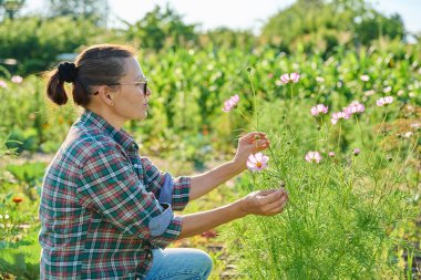 Beyaz pembe kozmoslu kadın ellerinde çiçekler, Flora bahçesi yaz mevsimi doğa çiçek kavramı.