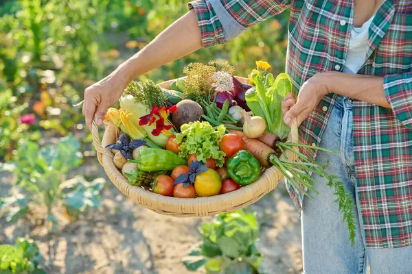 Sepetin içinde farklı taze sebzeler, kadınların ellerinde açık hava sebze bahçesinde. Çiftçilerin pazarı organik tarım bahçıvanlığı, yaz mevsimi hasadı, sağlıklı eko yeme gıda konsepti