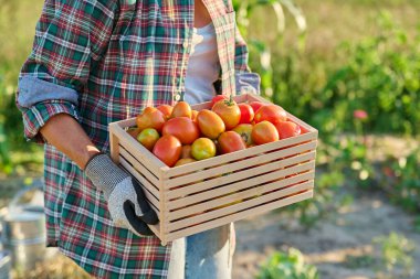 Tahta kutuda olgun kırmızı domates hasadı sebze bahçesindeki kadının ellerinde. Çiftçi pazarı, organik tarım bahçıvanlığı hasat, yaz sonbahar hasadı, sağlıklı ekolojik gıda yeme konsepti.