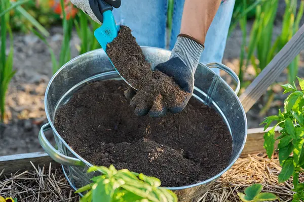 Humus, gübre, bahçıvanın elinde koyu ıslak verimli toprak. Organik tarım, bahçıvanlık, ekme, gübreleme, tarım ekolojisi kavramı