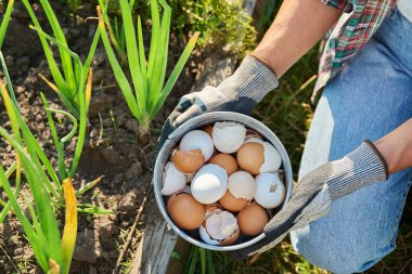 Yumurta kabuklarıyla soğan gübreleme, ahşap kutu içinde açık mutfak sebze bahçesi. Bitki bakımı ve büyümesi için doğal gübre, toprak verimliliği gelişimi, organik tarım kavramı