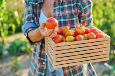 Tahta kutuda olgun kırmızı domates hasadı sebze bahçesindeki kadının ellerinde. Çiftçi pazarı, organik tarım bahçıvanlığı hasat, yaz sonbahar hasadı, sağlıklı ekolojik gıda yeme konsepti.