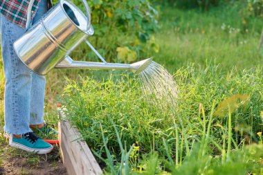 Yüksek ahşap ağaçta yetişen sebzelerle sulanan bahçe. Metal sulama tenekesi ve roka bitkisi ile yükseltilmiş yatak. Çevresel organik tarım tarım tarım bahçıvanlığı konsepti