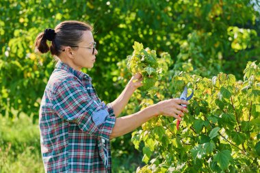 Bahçe bahçesinde kuşüzümü budama işi yapan budama makası olan bir kadın. Kök salmak için malzeme kesmek, verimi artırmak için çalı bakımı