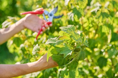 Bahçe bahçesinde kuşüzümü budama işi yapan budama makası olan bir kadın. Kök salmak için malzeme kesmek, verimi artırmak için çalı bakımı