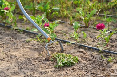 Ot kontrolü, toprak gevşemesi, sebze yataklarında tarım için bahçe yapımı metal aletler. Hızlı ve kaliteli bahçe bakımı için hafif, ergonomik çift çelik çapa
