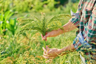 Darı dalları kadınların elinde, açık hava, yaz günbatımı ışığı