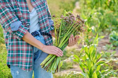 Bahçede elinde bir buket sebze tutan bir kadın. Marul soğan çiçekli kekik dereotunun bileşimi. Bahçıvanlık organik tarım doğa kavramı