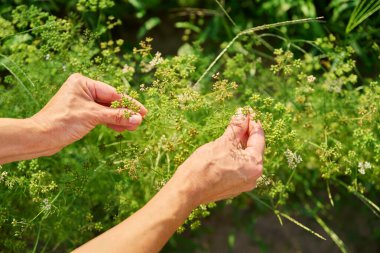 Tohum tomurcukları ile kişniş bitkisini gösteren elleri kapatın. Tarım, bahçıvanlık, bahçıvanlık, tarım, büyüyen organik baharat otları konsepti.