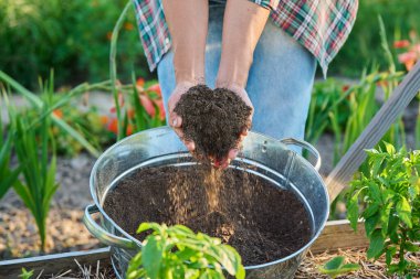 Humus, gübre, bahçıvanın elinde koyu ıslak verimli toprak. Organik tarım, bahçıvanlık, ekme, gübreleme, tarım ekolojisi kavramı