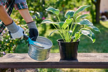 Hosta fabrikasını tencereye, granüler gübreyi kadınların ellerine, dışarıyı da bahçeye yakın çekim. Bahçıvanlık, çiçekçilik, mineral veya biyolojik gübre, bitki bakımı konsepti