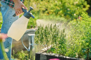 Arka bahçedeki bahçenin bahçesinde genç sebze ve bitkilere el spreyi sıkarak. Mantar hastalığına karşı biyolojik hazırlıkları olan bitkilerin tedavisi. Organik çiftçilik.