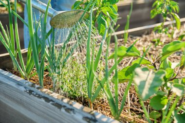 Bahçıvan meyve sulama konservesi bitkileri bahçedeki yatak kutusunda yetişiyor, açık havada. Çevresel organik tarım bahçıvanlık tarım tarım tarım konsepti
