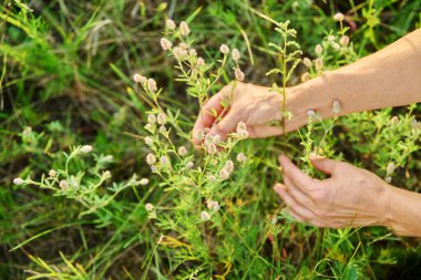 Yaz, yabani çayır, kadınların elleri, yabani bir bitkiye dokunuyor. Eski bir yonca, Trifolium arvense, pembe ipeksi tüylü filizler. Vahşi yaşam, ekoloji, çiçekçilik, doğa konsepti.