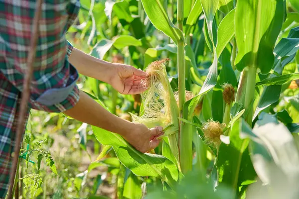 Kadın mısır bitkisini olgunluk için kontrol ediyor, yaprakları açıyor. Çiftçi pazarı, organik bahçecilik, bahçıvanlık, hasat, tarım konsepti