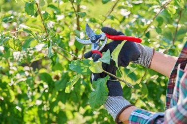 Yaz budama, meyve ağaçlarının tacını şekillendirme, bahçedeki elma ağacını budama makası ile kadın bahçıvan..