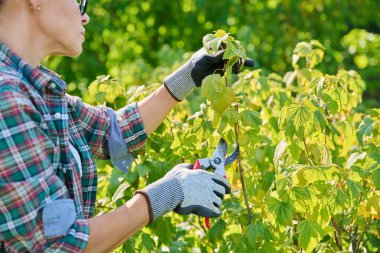 Bahçe bahçesinde kuşüzümü budama işi yapan budama makası olan bir kadın. Kök salmak için malzeme kesmek, verimi artırmak için çalı bakımı