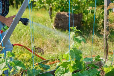Hortum püskürtücü ile elinizi kapatın. Salatalıkları sulayan salatalıklar. Bahçe yatak kutusunda, yaz mevsimi günbatımında. Çiftçilik tarım tarım bahçıvanlığı eko organik sebzeler yetiştirme yeşil hobi