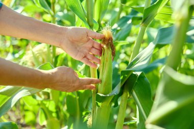 Kadın mısır bitkisini olgunluk için kontrol ediyor, yaprakları açıyor. Çiftçi pazarı, organik bahçecilik, bahçıvanlık, hasat, tarım konsepti