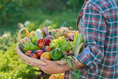 Bahçedeki dişinin elinde taze sebze hasadı, yenilebilir çiçekler olan yakın çekim sepeti. Çiftçi pazarı, organik tarım bahçıvanlığı yaz hasadı, sonbahar hasadı sağlıklı eko yiyecekler.