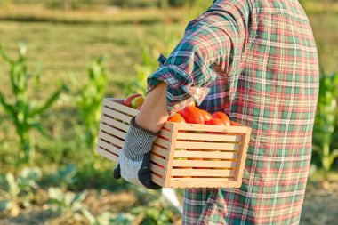 Tahta kutuda olgun kırmızı domates hasadı sebze bahçesindeki kadının ellerinde. Çiftçi pazarı, organik tarım bahçıvanlığı hasat, yaz sonbahar hasadı, sağlıklı ekolojik gıda yeme konsepti.