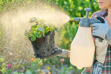 Bahçedeki konteynır kabına çilek sıkmak. Mantar hastalığından, böcekten, foliar döllenmeden kaynaklanan bitkilerin tedavisi. Organik tarım bahçe konsepti