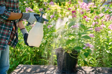 Hydrangea bitkisinin sprey şişesinden, bahçedeki açık havaya püskürtülmesi, bitkilerin mantar hastalıklarından ve böcek ilaçlarından korunması, biyolojik ve kimyasal hazırlıklar