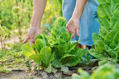 Toprakta yetişen marul yaprakları organik teknolojileri kullanarak damlaları suluyor. Çiftçilik tarım tarım tarım bahçıvanlığı eko sebze yetiştirme konsepti