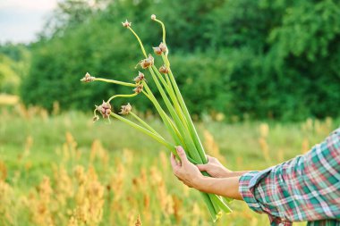 İkinci kademe Allium Proliferum 'un küçük tohum ampulleri olan soğan bitkisinin yakın çekimi kadınların elinde. Yaz doğası tarım tarım konsepti