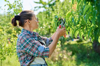 Yaz budama, meyve ağaçlarının tacını şekillendirme, bahçedeki şeftali ağacını budama makası ile kadın bahçıvan..